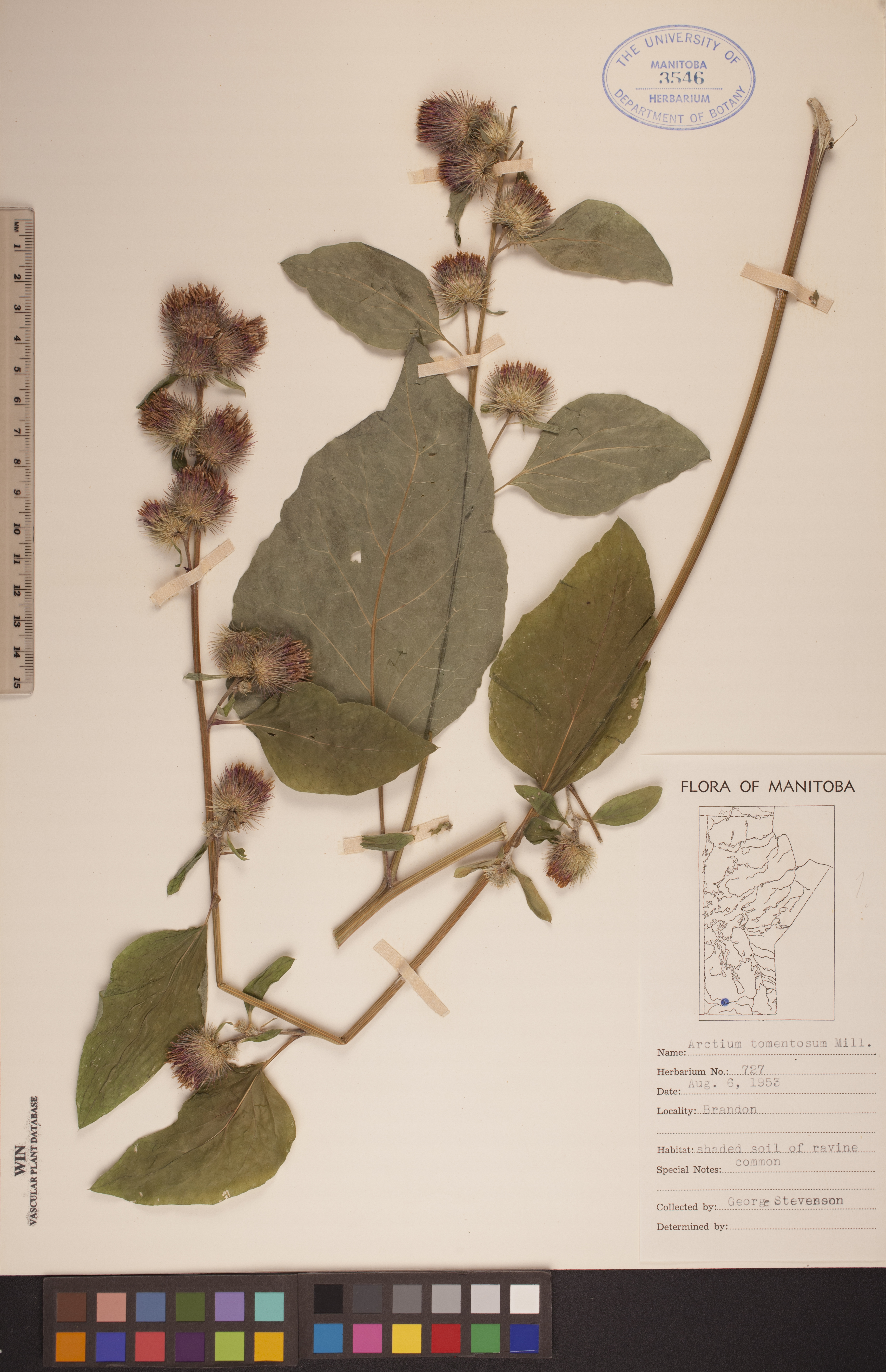 Arctium tomentosum image